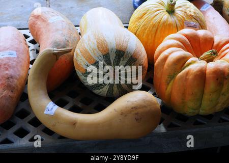 The fall season is upon us and Halloween is drawing near. Stock Photo