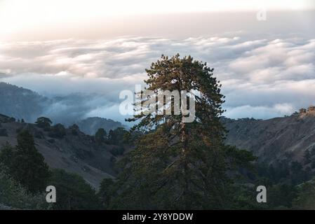 Lone pine tree is illuminated by the setting sun, standing tall above a sea of clouds covering the Troodos. mountains below. Cyprus Stock Photo