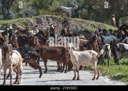 Herd of goats is standing on a rural road and grazing in the green grass on a sunny spring day near Maronas abandoned village, Paphos District, Cyprus Stock Photo