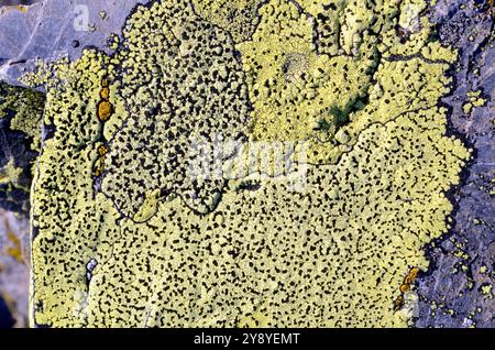 The map lichen (Rhizocarpon geographicum) on a stone Stock Photo