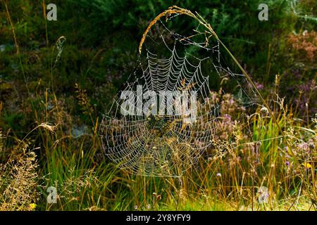 Spiders Web covered in dew drops on an early autumn morning Stock Photo