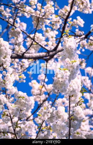 Blossoming cherry trees during spring. Stock Photo