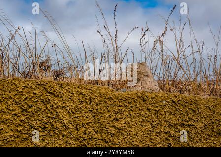 yellow wall with blue sky and dry blades of grass with white slugs Stock Photo