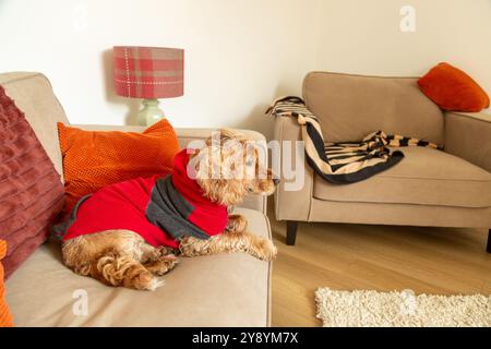 Cocker Spaniel dog lying on the sofa Stock Photo