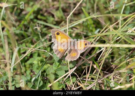 Gatekeeper or Hedge Brown Butterfly female with red parasitic mite - Pyronia tithonus Stock Photo