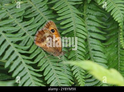 Gatekeeper or Hedge Brown Butterfly male - Pyronia tithonus Stock Photo