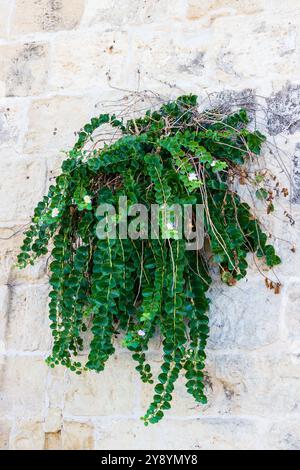 a wild capers plant with a wall of a fortification Stock Photo