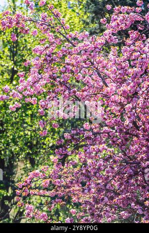 Japanese cherry, or Prunus serrulata kanzan, blossoms. Stock Photo