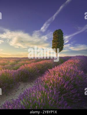 Lavender flowers field and a lonely cypress tree at sunset. Orciano Pisano, province of Pisa, Tuscany region, Italy. Europe Stock Photo