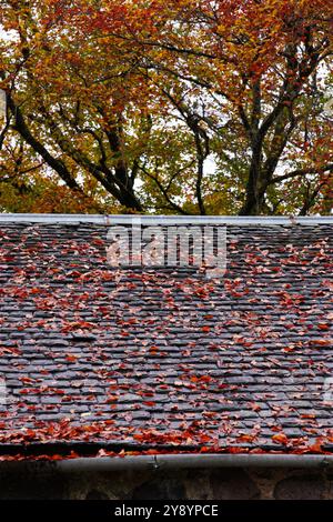 autumn leaves on roof fallen from trees above Stock Photo