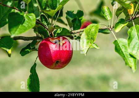 Bitten red apple with green leaves. Symbolism. Apple hangs on branch. Wasp eats red fruit on tree Stock Photo