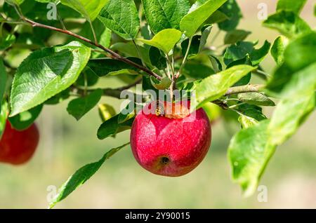Bitten red apple with green leaves. Symbolism. Apple hangs on branch. Wasp eats red fruit on tree Stock Photo
