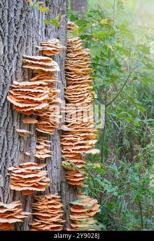 Large cluster of shelf mushrooms on an old oak tree in Pennsylvania Stock Photo