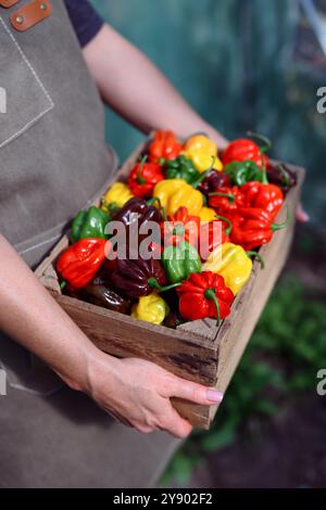 Ripened multi-colored habanero peppers (capsicum chinense) in wooden bowl on rustic table. Very hot mexican peppers close up Stock Photo