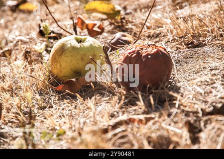 Yellow and rotten apples lie on the ground in the autumn meadow grass closeup Stock Photo