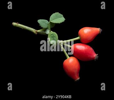 Branch with fresh rose hips on black background. Also rose haw or rose hep, red ripe fruits, used for herbal teas, jam and can be eaten raw. Stock Photo