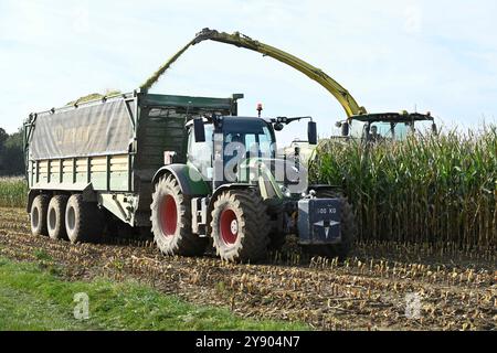 Buende, Deutschland. 06th Oct, 2024. Topic picture corn, A farmer harvests corn with a John Deere forage harvester and loads a tractor with trailer, corn harvester, corn harvest, on October 6th, 2024 in Buende/Germany, ? Credit: dpa/Alamy Live News Stock Photo