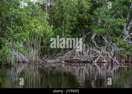 Mangroves in Grijalva-Usumacinta River, one of the most important rivers in Mexico. Stock Photo