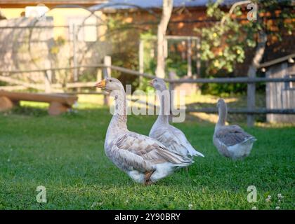 Three grey geese walk on the green grass on a farm outdoors. Stock Photo