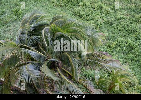 Palm tree with its branches bending in strong wind, hurricane in Cuba and Caribbean Stock Photo