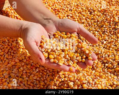 checking quality of corn Stock Photo