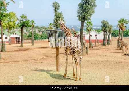 A group of peaceful giraffes eating dried hay at the zoo Stock Photo