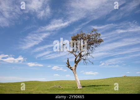 A solitary gum tree stands proud on a vivid green hill beneath the South Australian sky. Stock Photo