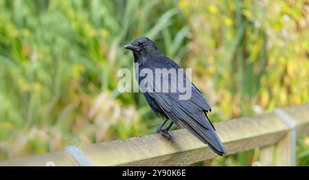 Detailed side view of a wild, UK carrion crow bird (Corvus corone) perching isolated on a wooden fence rail. Stock Photo