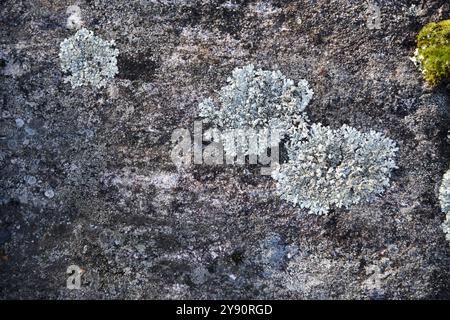Moss and grey lichens forming abstract design and textured patterns Stock Photo