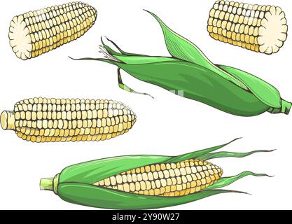 Colored corn plant sketch. Sweet corns cobs set isolated vector illustration Stock Vector