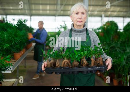 Senior female florist carrying tray with potted ficus microcarpa Stock Photo