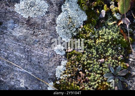Moss and grey lichens forming abstract design and textured patterns Stock Photo