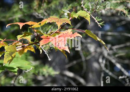 Moss and grey lichens forming abstract design and textured patterns Stock Photo