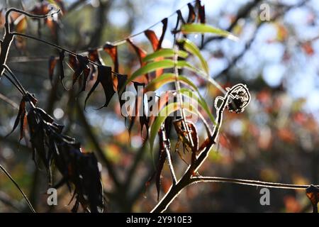 Moss and grey lichens forming abstract design and textured patterns Stock Photo