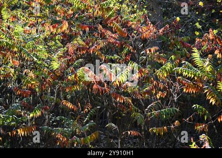 Moss and grey lichens forming abstract design and textured patterns Stock Photo