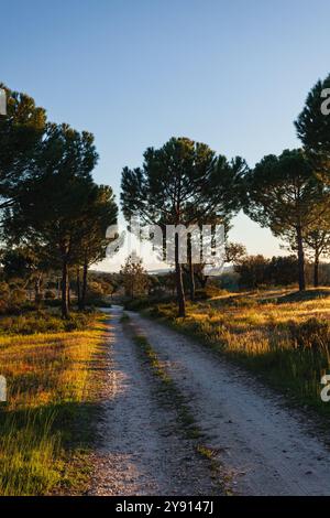 A dirt road leading to the  Montargil Lake (Barragem de Montargil), in the evening sunlight, near Ponte de Sor, in Alto Alentejo, Portugal Stock Photo