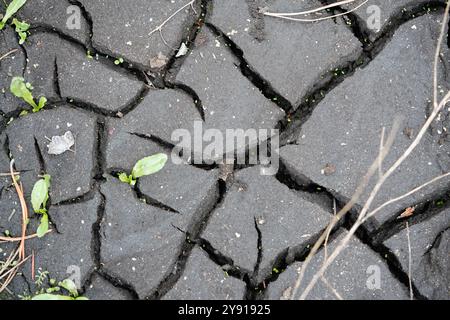 Looking down at cracked mud pattern in forest with new vegetation growing through it. Stock Photo