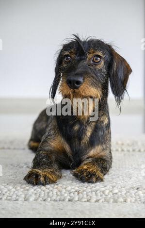 Rough-haired dachshund, male, 3 years old, lying on a carpet and looking up attentively. The black and brown coat looks wiry, Stuttgart, Baden-Wuertte Stock Photo