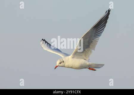 Black-headed Black-headed Gull (Larus ridibundus), in flight, winter plumage morning light, wildlife, water bird, Baltic Sea coast, Fehmarn Island, Ea Stock Photo