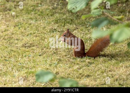 Eurasian squirrel (Sciurus vulgaris) eating a hazelnut, hazel (Corylus avellana), in a meadow under hazel bush, hazelnut bush, Nidda, Wetterau, Hesse Stock Photo