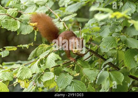 Eurasian squirrel (Sciurus vulgaris) eating a hazelnut, hazel (Corylus avellana), on branch in hazel bush, hazelnut bush, Nidda, Wetterau, Hesse, Germ Stock Photo