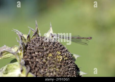 Willow Emerald Damselfly (Chalcolestes viridis), female, dragonfly, macro, sunflower, The Willow Emerald Damselfly sits on the dried flower of a sunfl Stock Photo