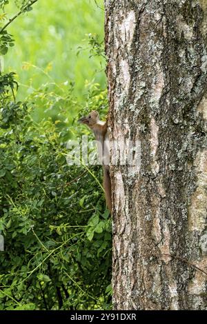 Eurasian squirrel (Sciurus vulgaris) climbing on silver birch (Betula pendula), bark, tree trunk, birch, Nidda, Wetterau, Hesse, Germany, Europe Stock Photo