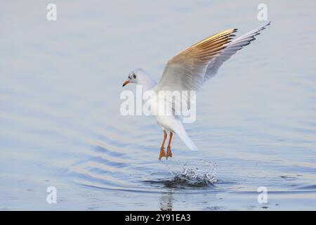 Black-headed Black-headed Gull (Larus ridibundus) in winter plumage, taking off over water, morning light, wildlife, water bird, Baltic Sea coast, Feh Stock Photo