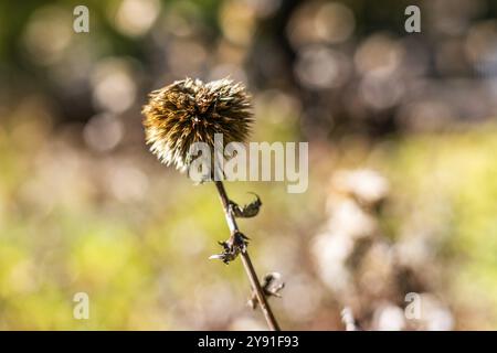 Autumn mood, faded thistle, globe thistle (Echinops sphaerocephalus), Leoben, Styria, Austria, Europe Stock Photo