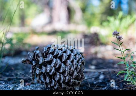 Jeffrey Pinecone laying on the forest floor with pine needles.  Stock Photo