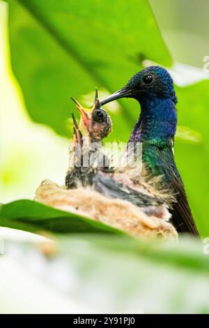 Female White-necked Jacobin Hummingbird (Florisuga mellivora) in ...