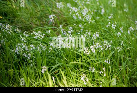 Small white flowers on green grass (angled onion/onion weed/three cornered leek) at Organ Pipes National Park, Melbourne, Victoria, Australia Stock Photo