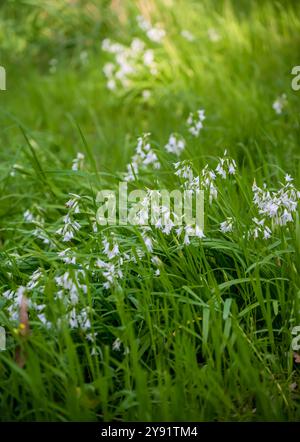 Small white flowers on green grass (angled onion/onion weed/three cornered leek) at Organ Pipes National Park, Melbourne, Victoria, Australia Stock Photo