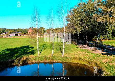 Three beautiful birch trees reflecting in a pond on a sunny autumn day in the german countryside. Vibrant colors create a peaceful scene. Aerial view Stock Photo